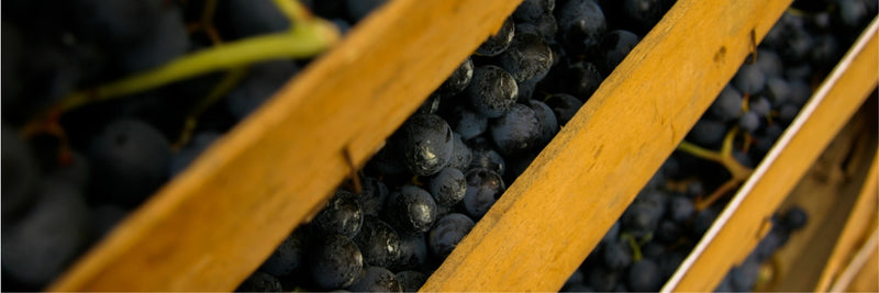 Amarone - the biggest and boldest